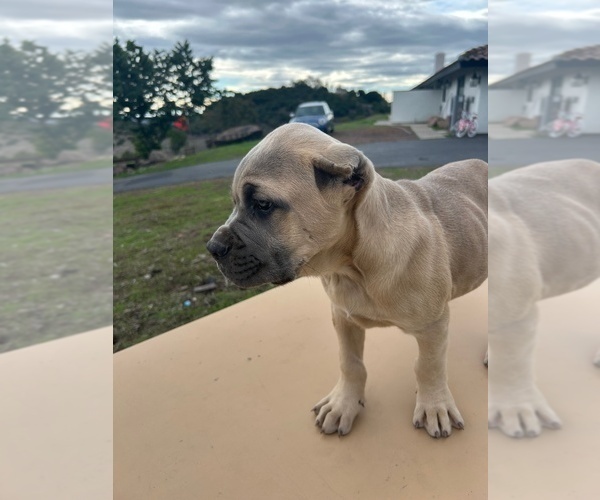 Medium Photo #39 Cane Corso Puppy For Sale in OCEANSIDE, CA, USA
