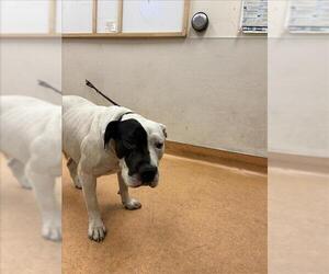 American Bulldog-Unknown Mix Dogs for adoption in Martinez, CA, USA