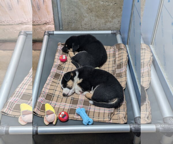 Medium Photo #2 Mutt Puppy For Sale in Chinook, MT, USA