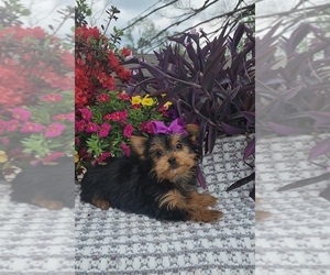 Yorkshire Terrier Puppy for sale in INDIANAPOLIS, IN, USA