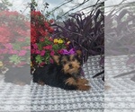 Image preview for Ad Listing. Nickname: Violet