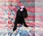 Small #11 Poodle (Standard)