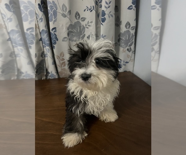 Medium Photo #37 Havanese Puppy For Sale in DURHAM, CT, USA