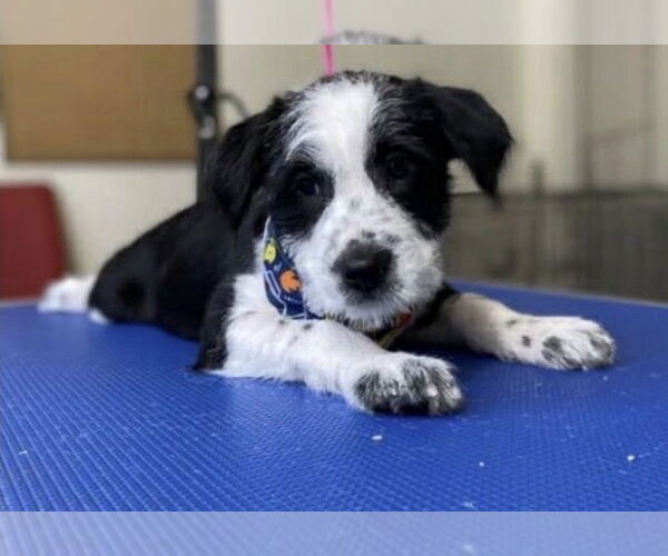 Medium Photo #1 Maltese-Unknown Mix Puppy For Sale in Dana Point, CA, USA