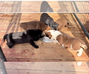 Mutt Puppy for sale in LANDRUM, SC, USA