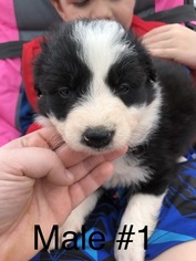 Border Collie Puppy for sale in CHURUBUSCO, IN, USA