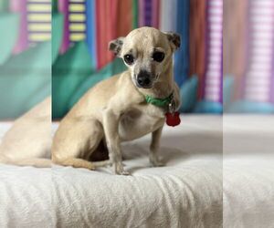 Chihuahua Dogs for adoption in New London, WI, USA