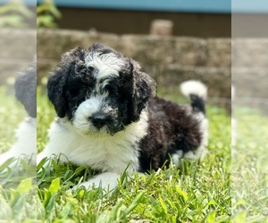 Medium Miniature Bernedoodle