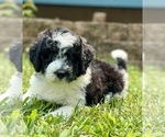 Puppy Puppy 1 Miniature Bernedoodle