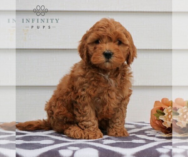 Medium Photo #2 Poodle (Miniature) Puppy For Sale in LEOLA, PA, USA