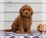 Small Photo #2 Poodle (Miniature) Puppy For Sale in LEOLA, PA, USA