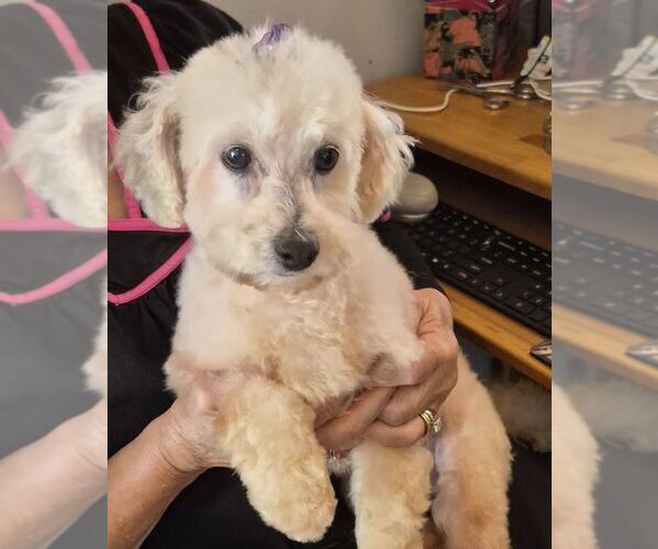 Medium Photo #2 Bichon Frise-Unknown Mix Puppy For Sale in Carrollton, TX, USA