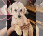 Small #1 Bichon Frise Mix