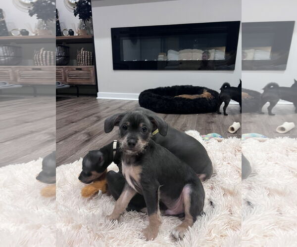 Medium Photo #1 Chihuahua-Unknown Mix Puppy For Sale in Princeton, MN, USA