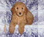 Small #4 Labradoodle