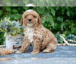 Puppy Willy Poodle (Miniature)