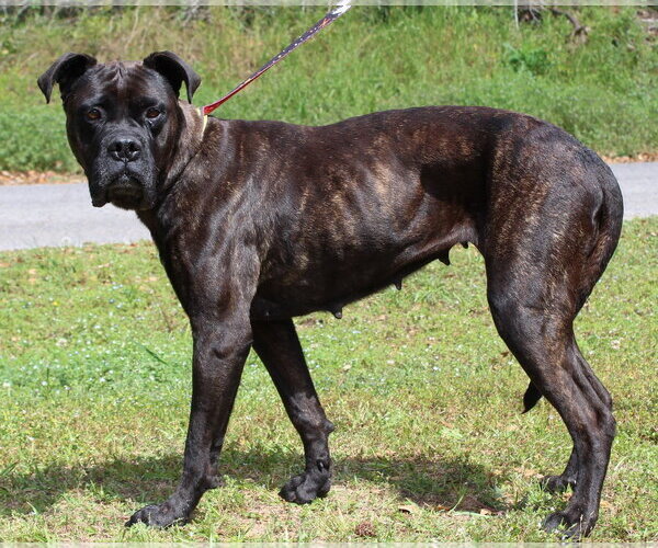 Medium Photo #1 Boxer-Unknown Mix Puppy For Sale in Prattville, AL, USA