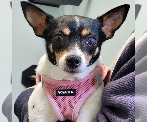 Medium Photo #3 Rat Terrier Puppy For Sale in Atlanta, GA, USA