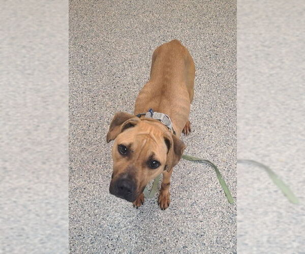 Medium Photo #4 American Staffordshire Terrier Puppy For Sale in Sayreville, NJ, NJ, USA