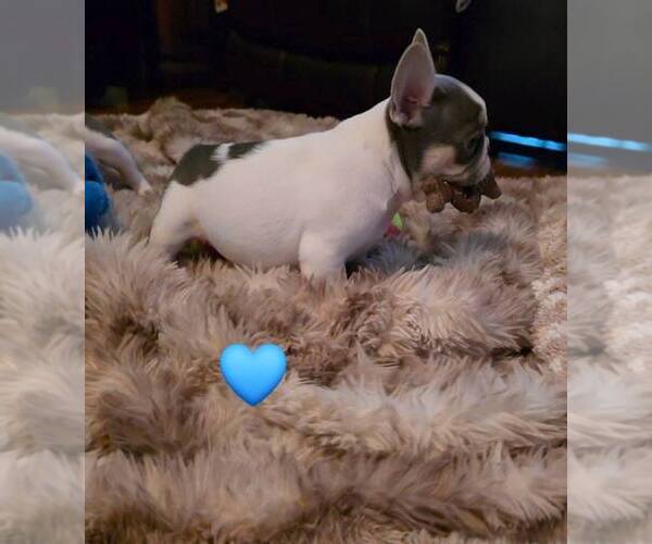 Medium Photo #6 French Bulldog Puppy For Sale in BOSTON, KY, USA