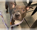 Small American Bulldog Mix