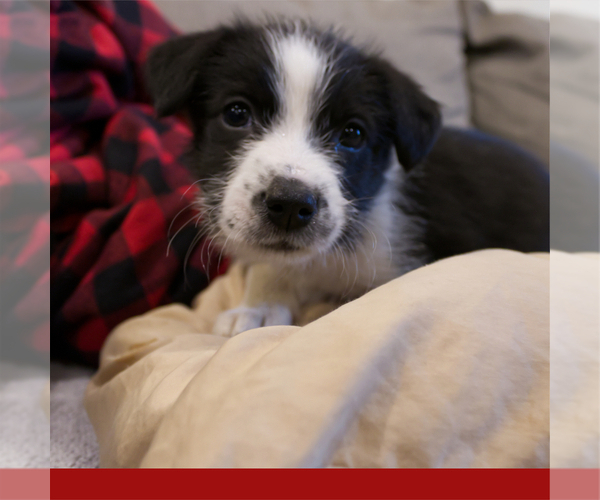 Medium Photo #4 Border-Aussie Puppy For Sale in CAMARILLO, CA, USA