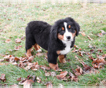 Small #4 Bernese Mountain Dog