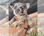 Small Photo #3 French Bulldog Puppy For Sale in LONG BEACH, CA, USA