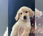 Puppy 1 Golden Retriever