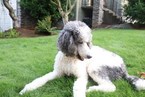 Small Photo #1 Labradoodle Puppy For Sale in SALEM, OR, USA