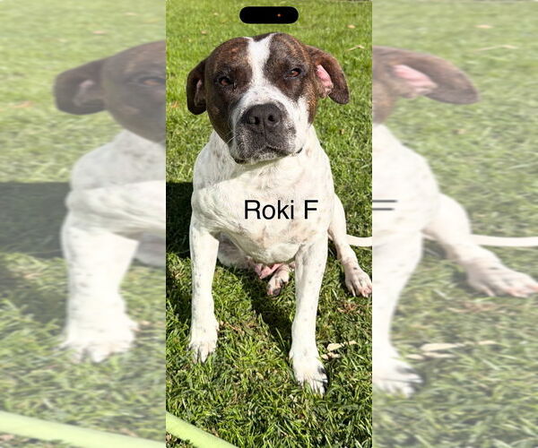 Medium Photo #1 Mutt Puppy For Sale in Studio City, CA, USA