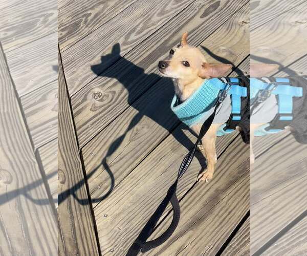 Medium Photo #16 Chihuahua Puppy For Sale in Oakhurst, NJ, USA