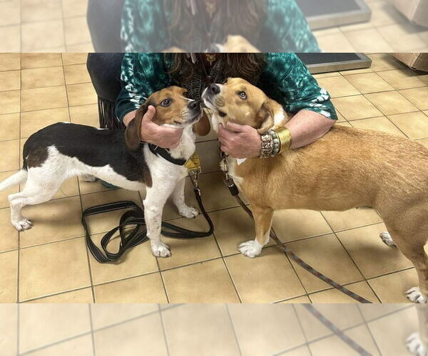 Medium Photo #2 Beagle-Unknown Mix Puppy For Sale in Springdale, PA, USA