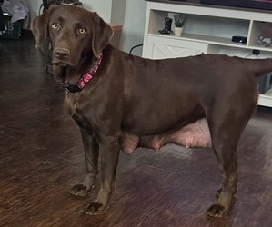 Mother of the Labrador Retriever puppies born on 12/01/2025