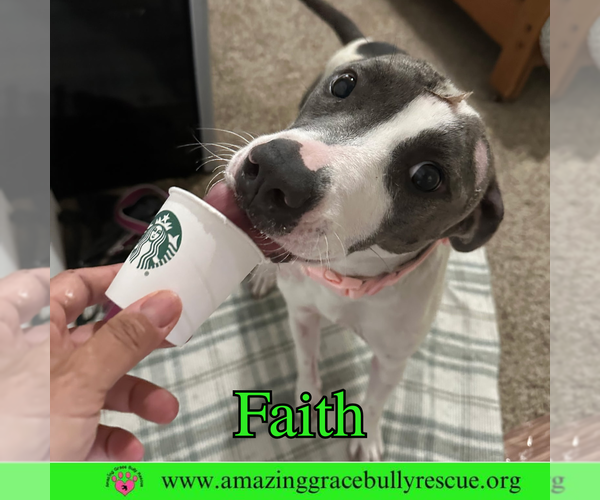 Medium Photo #1 American Pit Bull Terrier-Unknown Mix Puppy For Sale in Pensacola, FL, USA