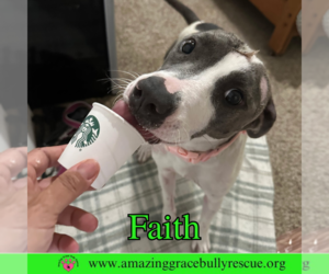 American Pit Bull Terrier-Unknown Mix Dogs for adoption in Pensacola, FL, USA