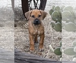 Small #69 Rhodesian Ridgeback