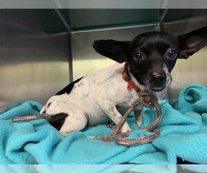 Chihuahua-Unknown Mix Dogs for adoption in Grand Prairie, TX, USA