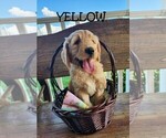 Small Photo #1 Goldendoodle Puppy For Sale in PERRYSVILLE, OH, USA