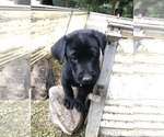 Small Photo #8 Shepradors Puppy For Sale in BURLINGTON, OR, USA
