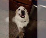 Small #1 Great Pyrenees