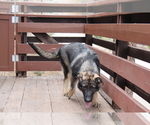 Small Photo #2 German Shepherd Dog Puppy For Sale in PINE MOUNTAIN CLUB, CA, USA