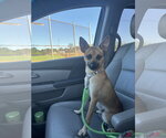 Small #5 Rat Terrier Mix