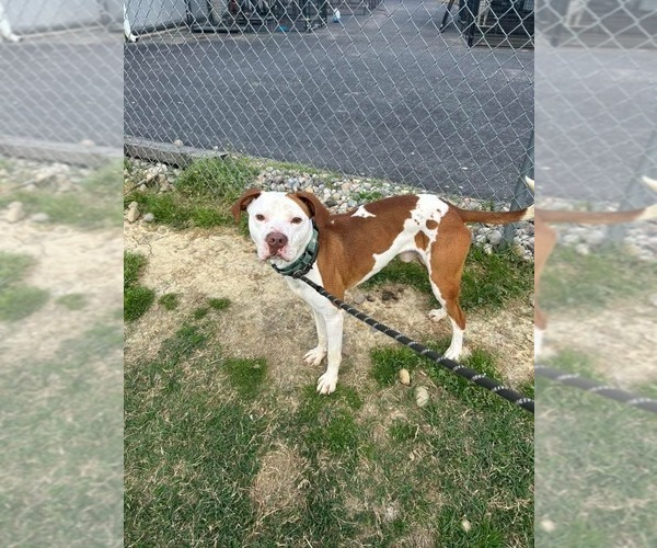 Medium Photo #7 Mutt Puppy For Sale in Evansville, IN, USA