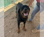 Small #2 Rottweiler