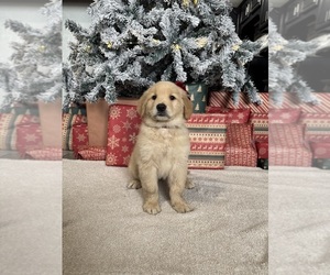 Medium Golden Retriever