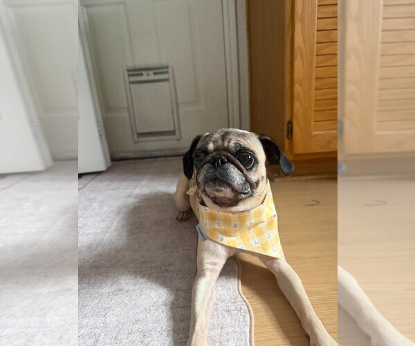 Medium Photo #3 Pug-Unknown Mix Puppy For Sale in Salt Lake City, UT, USA