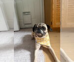 Small #2 Pug Mix