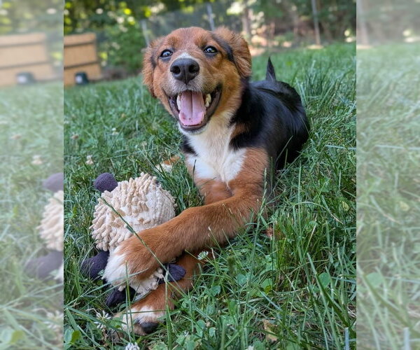 Medium Photo #1 Collie-Unknown Mix Puppy For Sale in Fairfax, VA, USA
