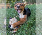 Small Collie Mix